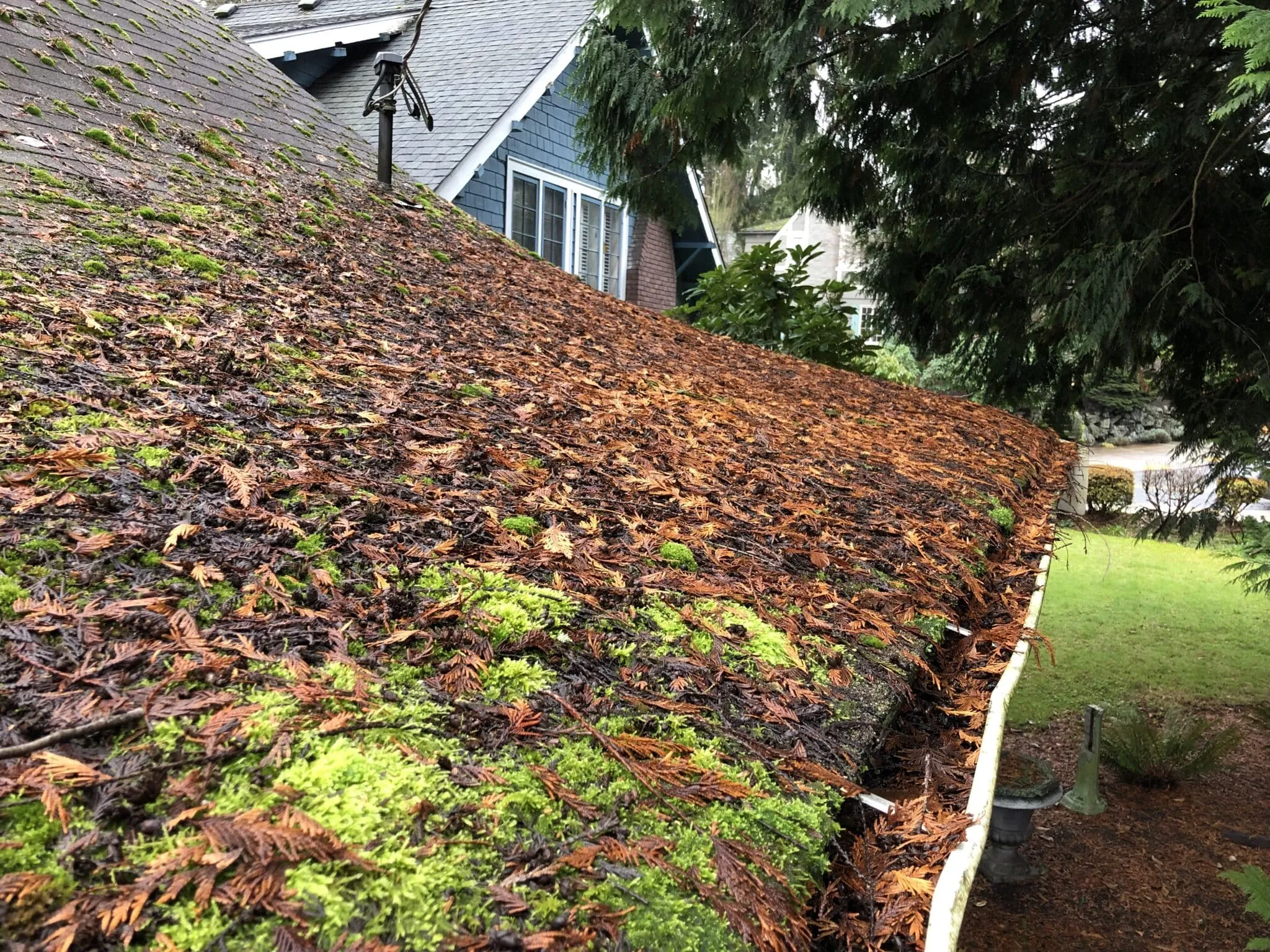 Heavy moss on a roof before cleaning