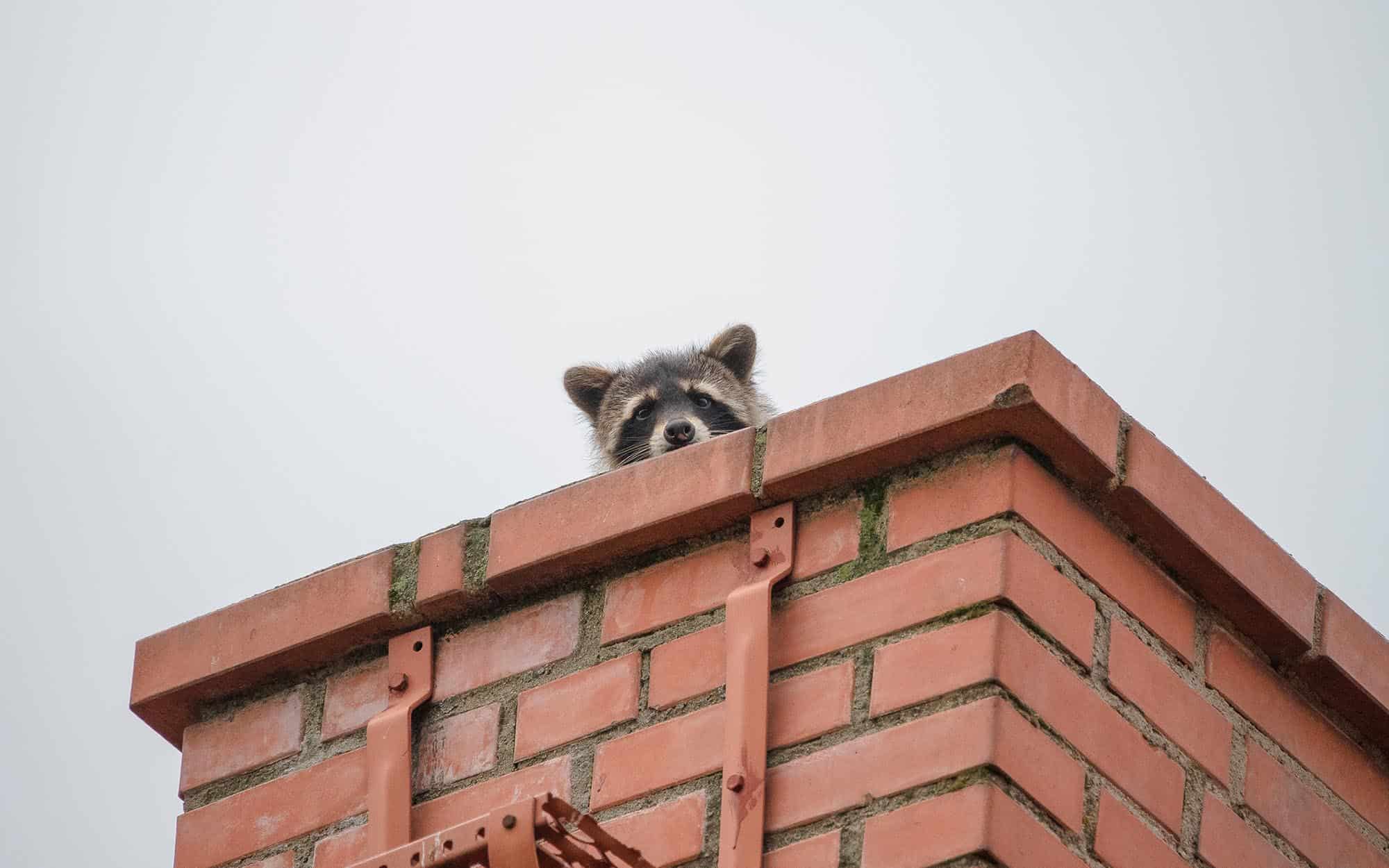Animal intrusion and fire hazard in open chimney