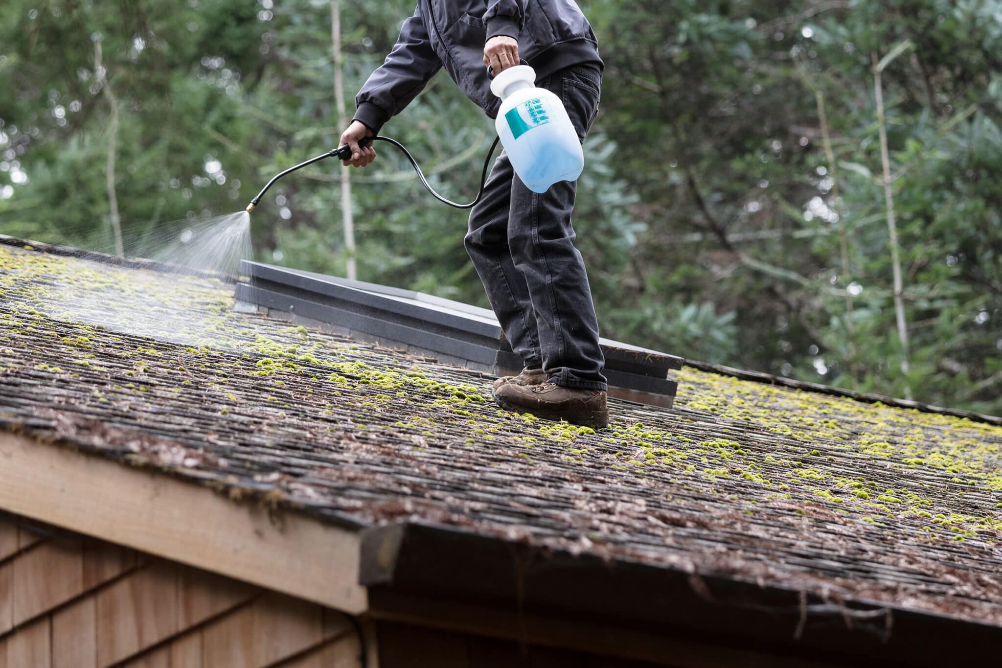 Moss covered roof before soft wash cleaning Northeast Ohio