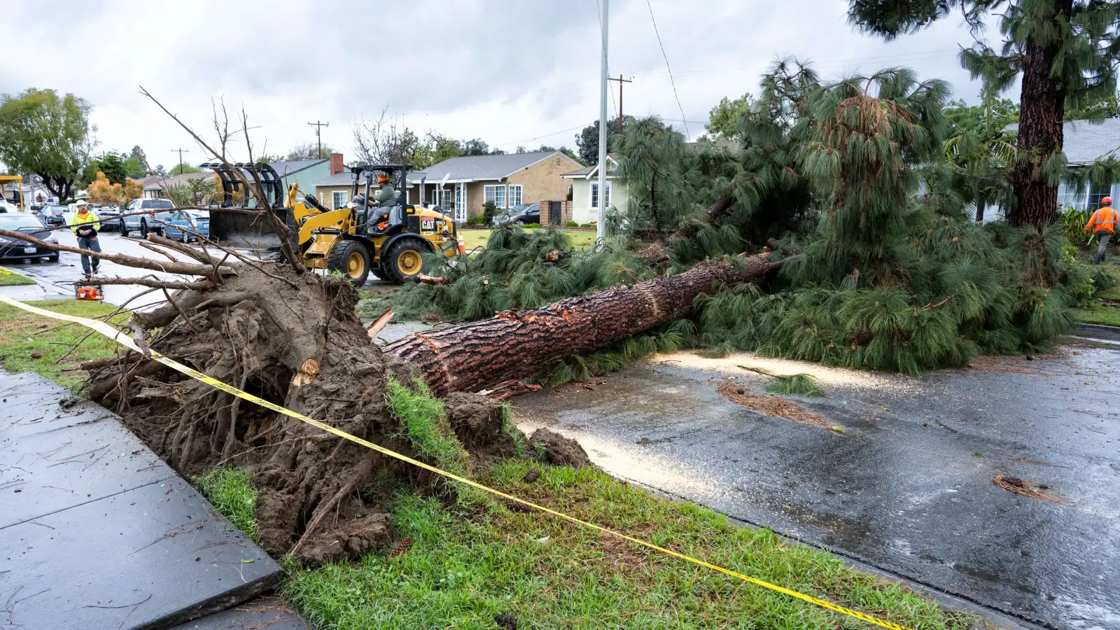 Tree fallen from tornado on residential property