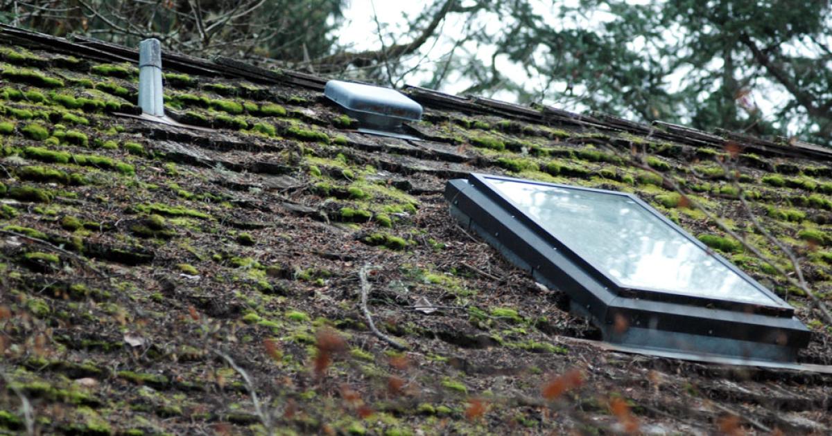 Heavy moss buildup covering a roof