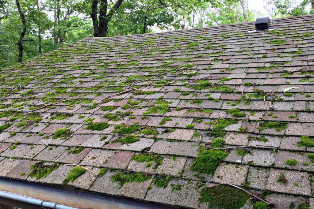 Roof moss algae growth Northeast Ohio