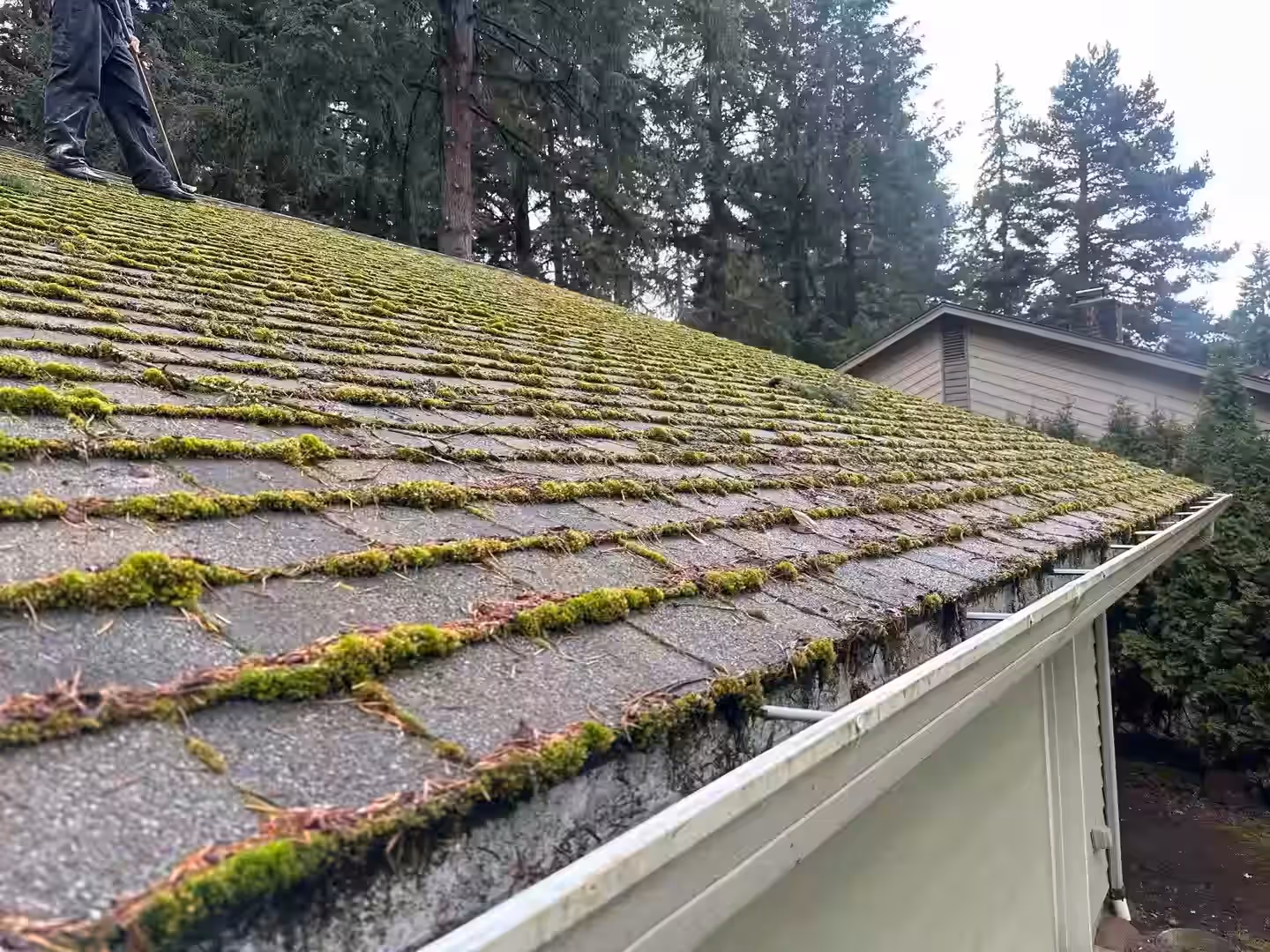 Moss growing on shingles