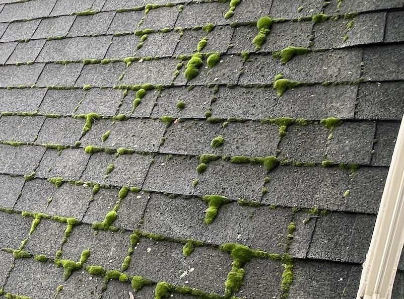 Shingle deterioration from moss and lichen Northeast Ohio