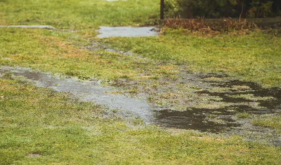 Standing water on lawn