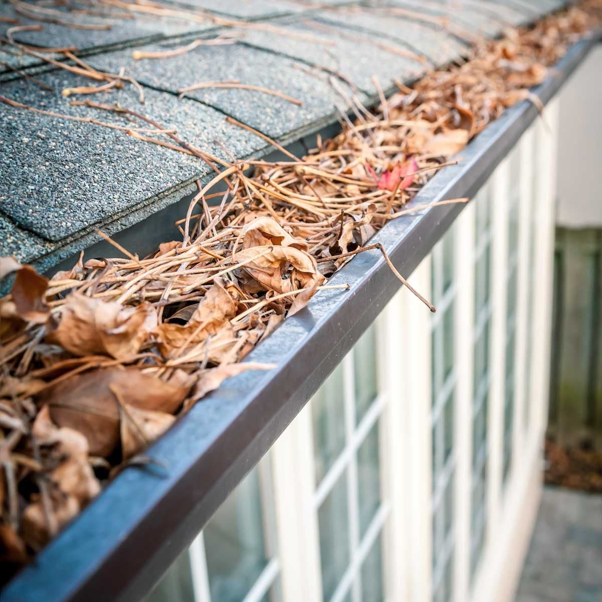 Gutter Cleaning in Medina, OH | Roof Gutter Now 3 A residential gutter filled with accumulated dead leaves and plant debris requiring cleaning in Medina, OH